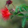Baja Red Fairy Duster in bloom