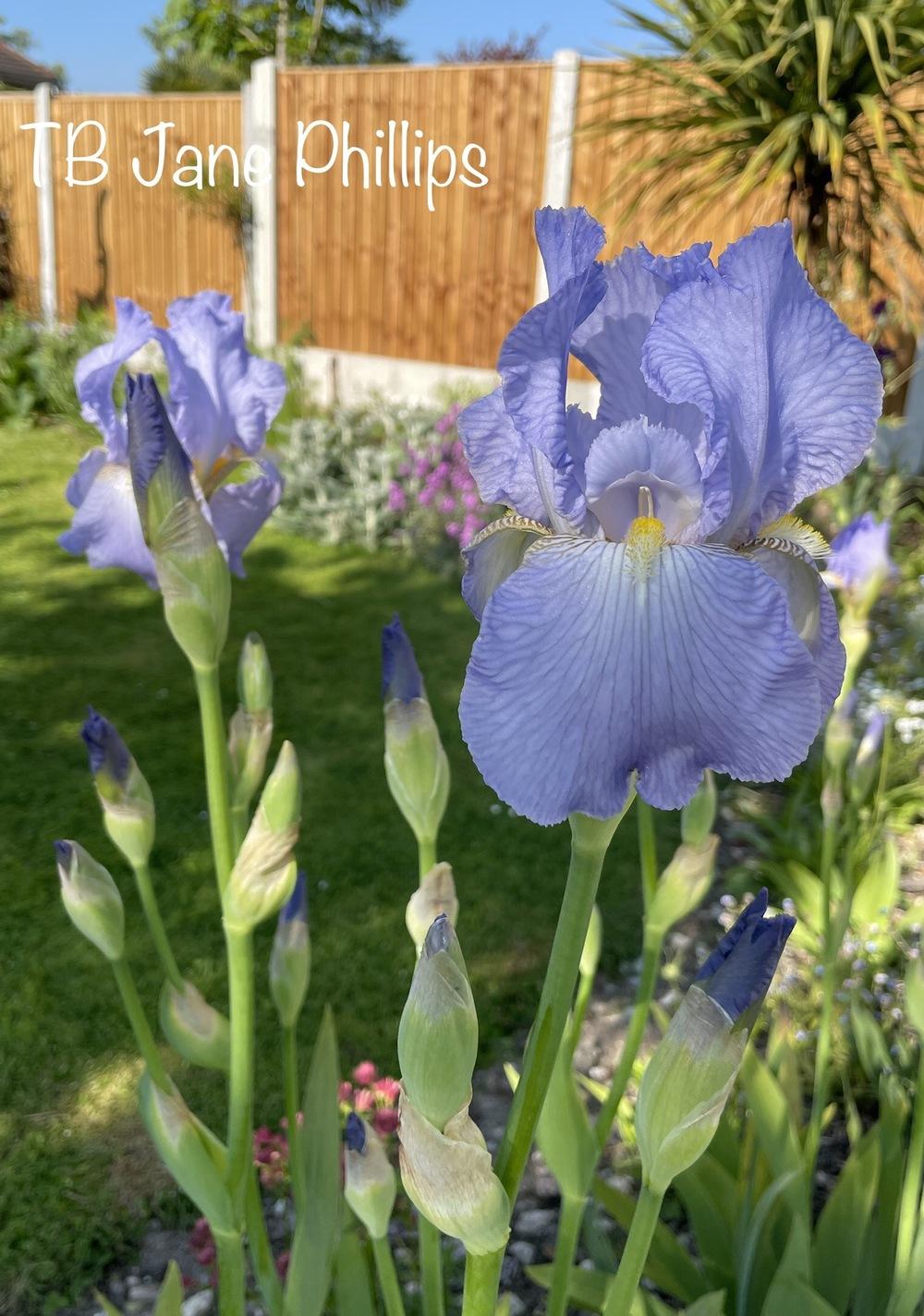 Photo of Tall Bearded Iris (Iris 'Jane Phillips') uploaded by RachaelHunter