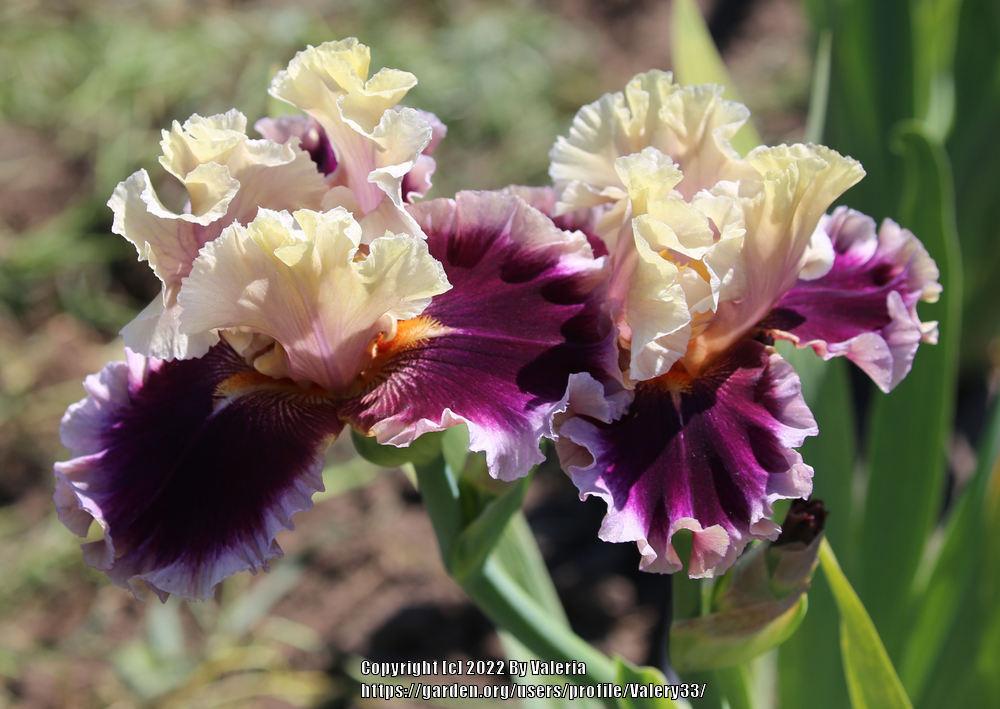 Photo of Tall Bearded Iris (Iris 'Make Mine Magic') uploaded by Valery33