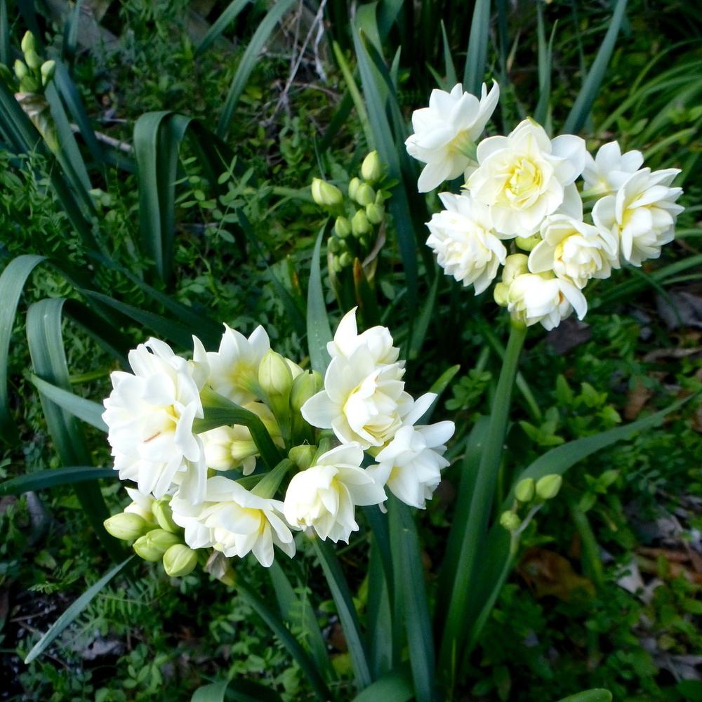 Photo of Double Daffodil (Narcissus 'Erlicheer') uploaded by scvirginia