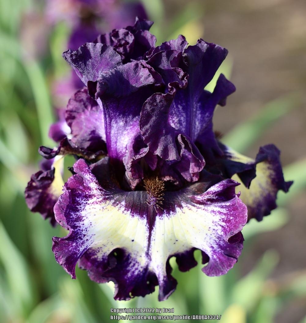 Photo of Tall Bearded Iris (Iris 'Expanding Universe') uploaded by ARUBA1334