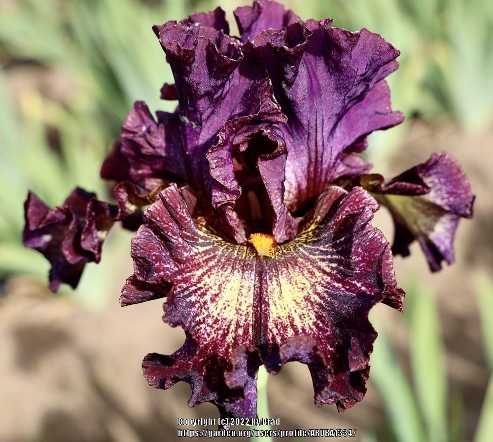 Photo of Tall Bearded Iris (Iris 'Goat Rodeo') uploaded by ARUBA1334
