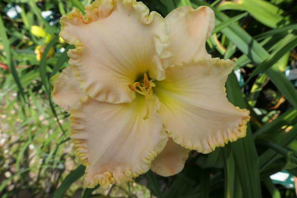 Photo of Daylily (Hemerocallis 'Browns Ferry Royalty') uploaded by Caruso