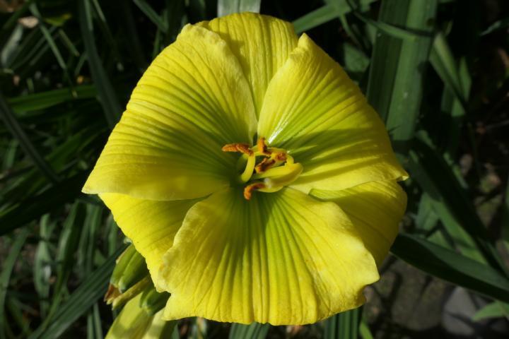 Photo of Daylily (Hemerocallis 'Calypso Green') uploaded by Caruso
