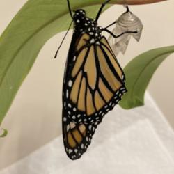 Location: Tampa, Florida
Date: 2022-02-04
A beautiful healthy female monarch, emerged from chrysalis attach