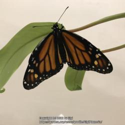 Location: Tampa, Florida
Date: 2022-02-04
And here she comes, a female monarch.