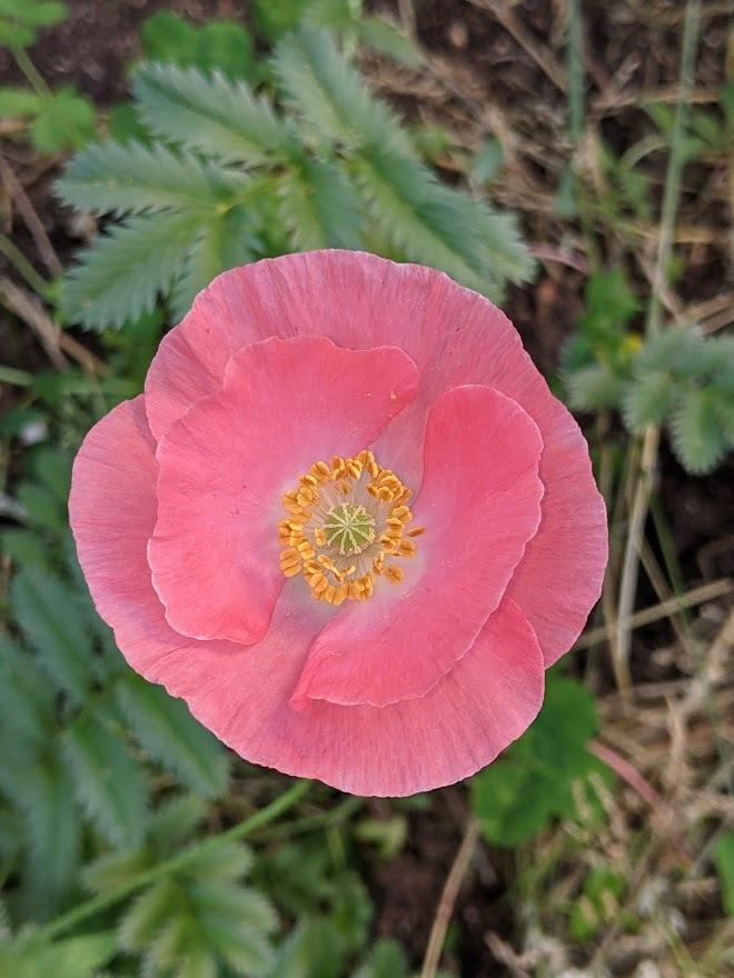 Photo of Poppies (Papaver) uploaded by Joy