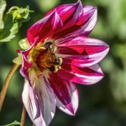 Location: Dahlia Hill, Midland, Michigan
Date: 2019-09-26
Two bees on a bloom of Junkyard Dog.  #bees #pollination