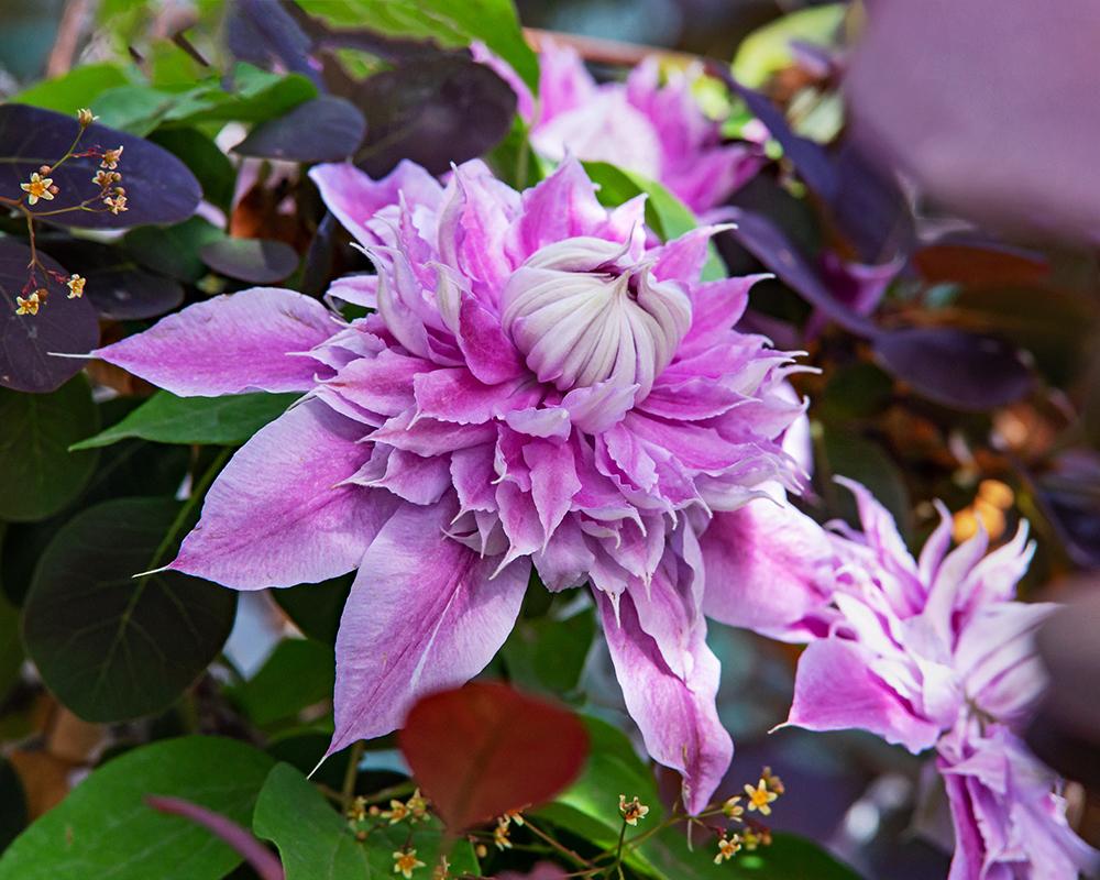 Photo of Clematis Josephine™ uploaded by dirtdorphins