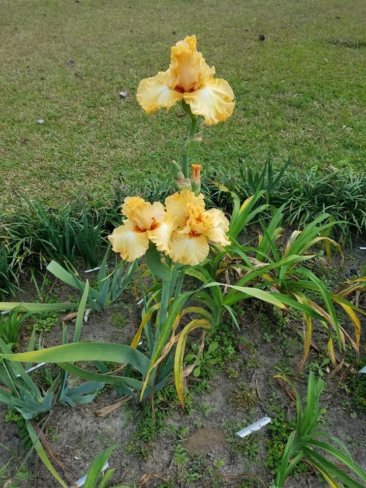 Photo of Tall Bearded Iris (Iris 'Orange Juice') uploaded by hol36