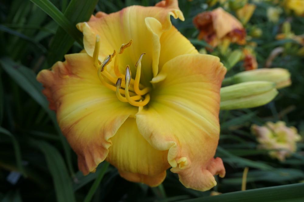 Photo of Daylily (Hemerocallis 'Different Direction') uploaded by Caruso