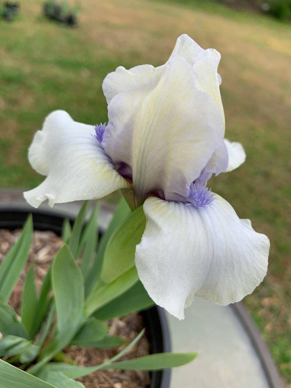 Photo of Miniature Dwarf Bearded Iris (Iris '44 North') uploaded by Winklemanmr