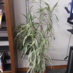 Location: Millersville MD
Date: 2022-02-03
Near 5 feet tall, about 14 years after purchase in a little pot o