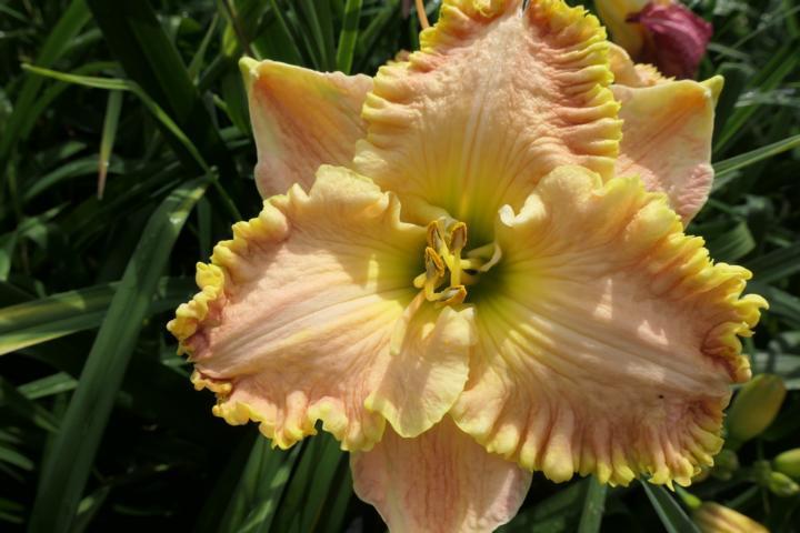 Photo of Daylily (Hemerocallis 'Heir to the Throne') uploaded by Caruso