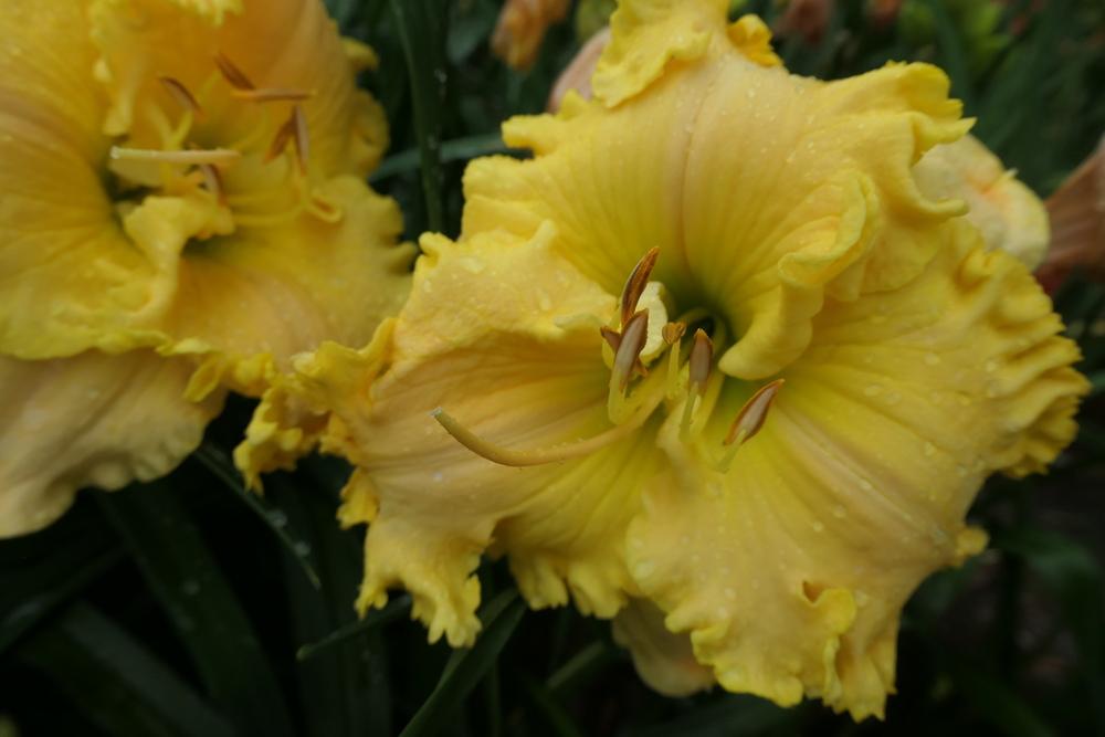 Photo of Daylily (Hemerocallis 'King's Golden Crown') uploaded by Caruso