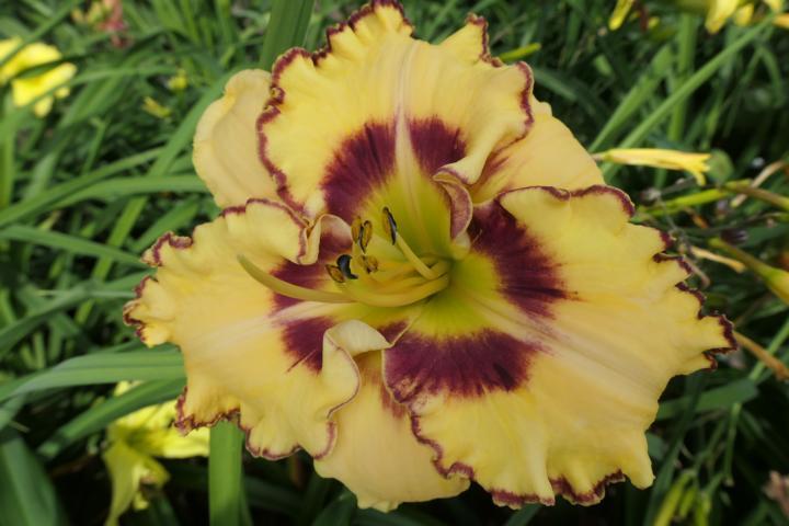 Photo of Daylily (Hemerocallis 'King of the Ages') uploaded by Caruso