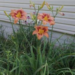 
Photo by Sun Dragon Daylilies. Used by permission.