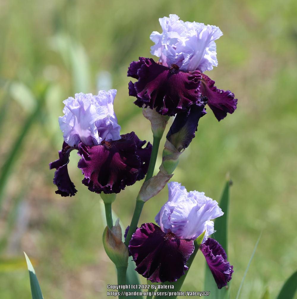 Photo of Tall Bearded Iris (Iris 'Pageant's Gown') uploaded by Valery33