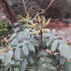 Location: Southern Pines, NC (Boyd House garden)
Date: January 28, 2022
Japanese mahonia #21 nn; LHB p.411, 72-3-?, "From Bernard M'Mahon