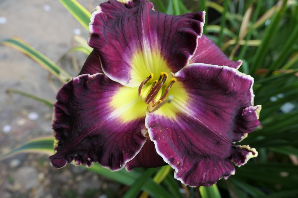 Photo of Daylily (Hemerocallis 'Raven's Song') uploaded by Caruso