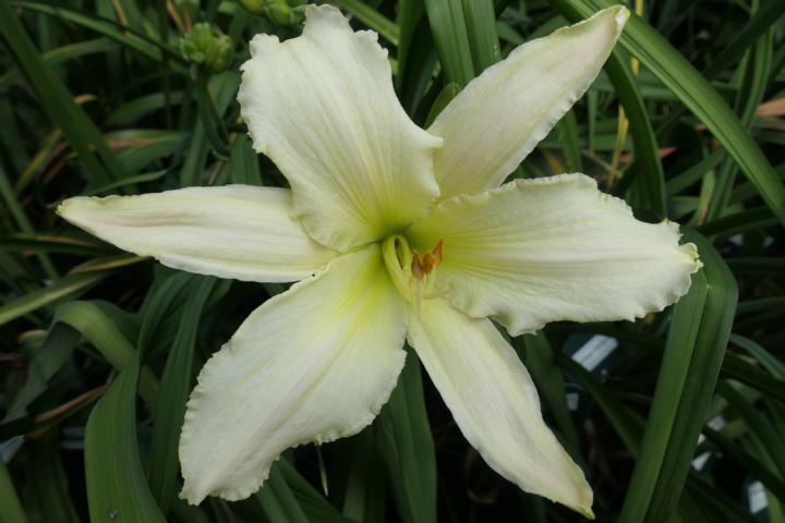 Photo of Daylily (Hemerocallis 'Lighter Side of Life') uploaded by Caruso