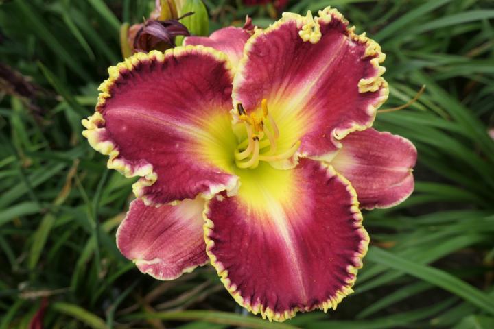 Photo of Daylily (Hemerocallis 'Put a Spell on You') uploaded by Caruso