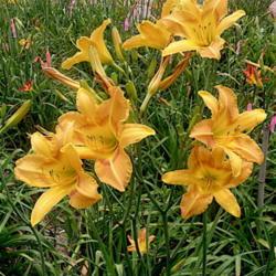 
Photo by Sun Dragon Daylilies. Used by permission.