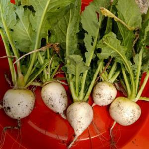 First harvest of these tender, tasty turnips.