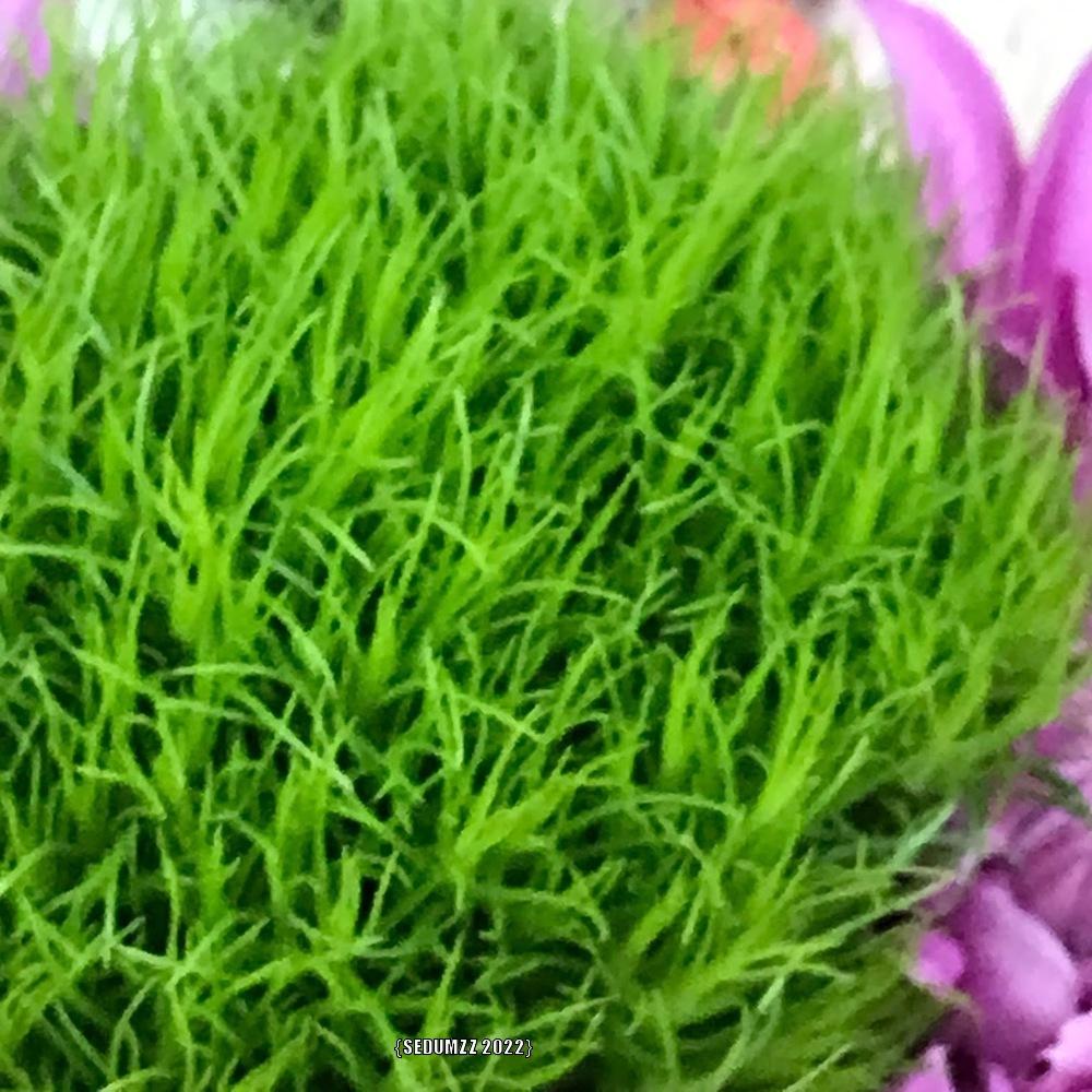 Photo of Dianthus (Dianthus barbatus Green Trick®) uploaded by sedumzz