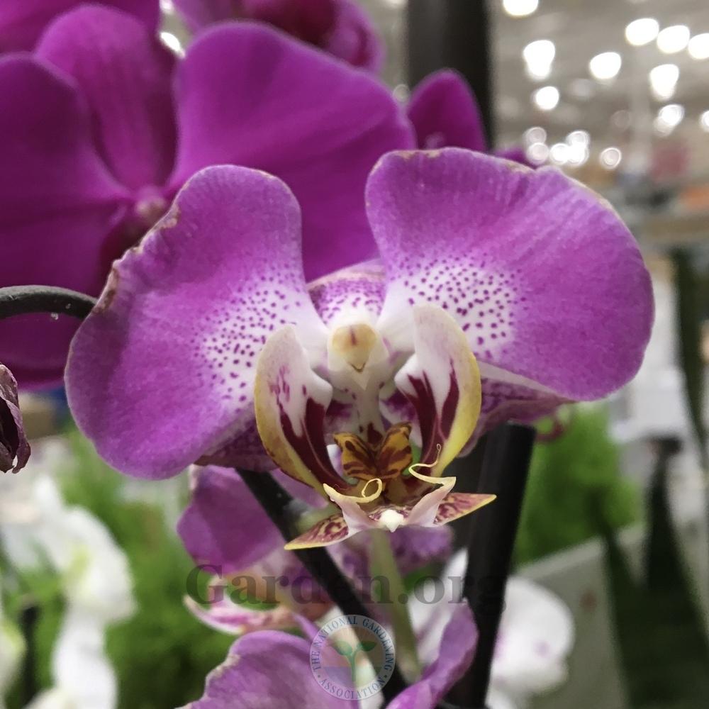 Photo of Moth Orchid (Phalaenopsis) uploaded by BlueOddish