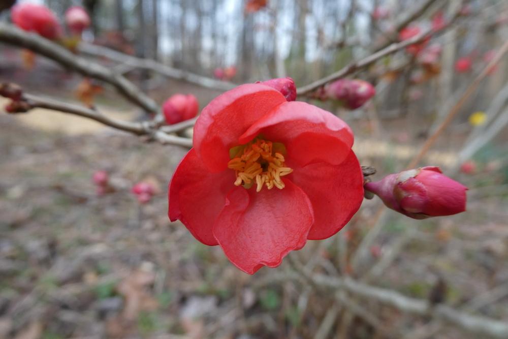Photo of Flowering Quince (Chaenomeles 'Texas Scarlet') uploaded by LoriMT