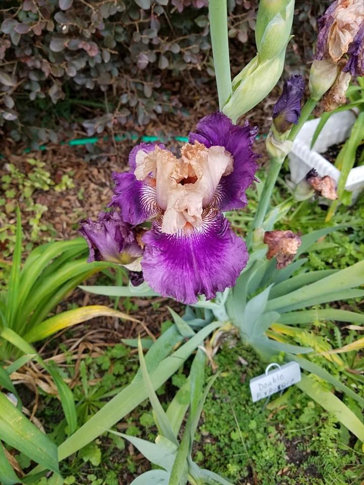 Photo of Tall Bearded Iris (Iris 'Double Exposure') uploaded by hol36