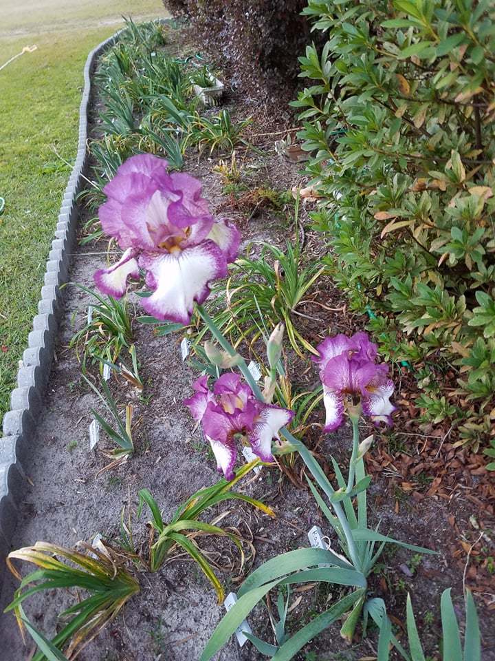 Photo of Tall Bearded Iris (Iris 'Raspberry Frost') uploaded by hol36