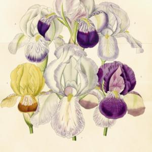 illustration by Maubert of German Irises 'Sylphide', 'Idion', 'Du