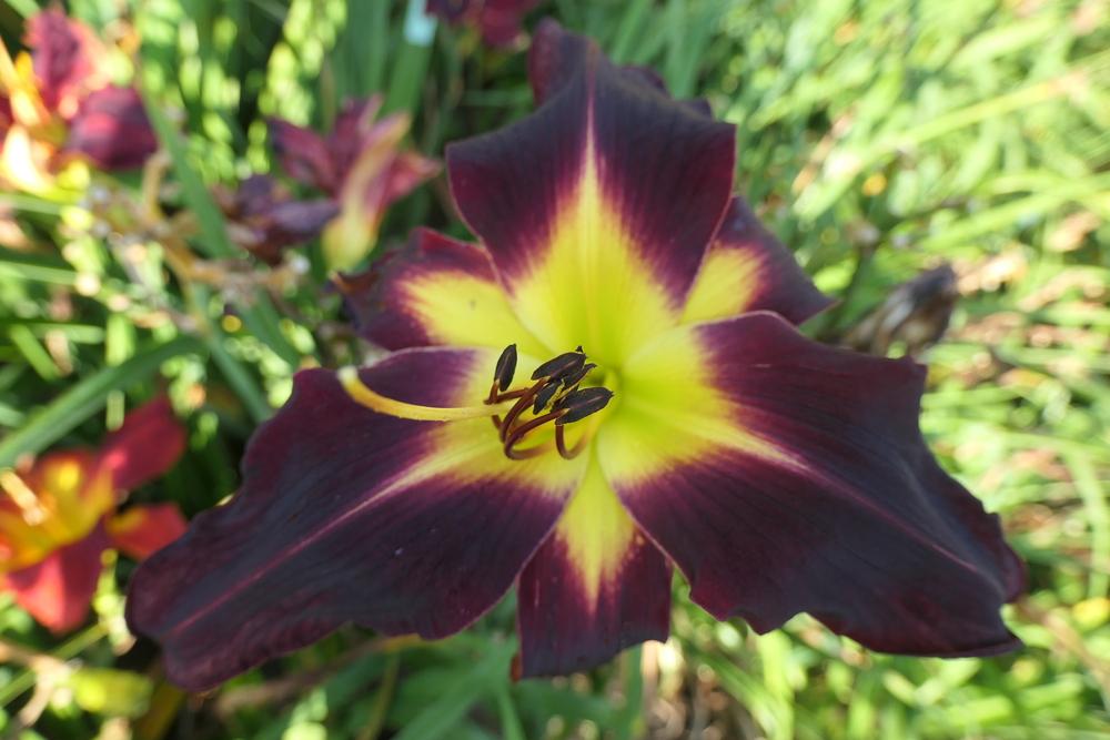 Photo of Daylily (Hemerocallis 'Slipping Into the Abyss') uploaded by Caruso