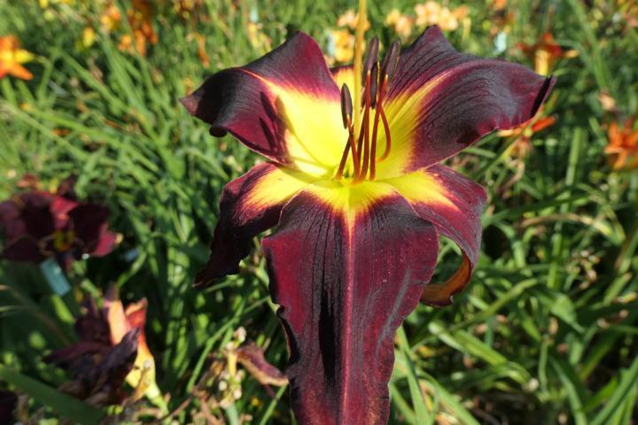 Photo of Daylily (Hemerocallis 'Slipping Into the Abyss') uploaded by Caruso