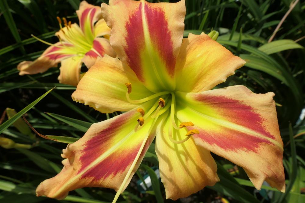 Photo of Daylily (Hemerocallis 'Square Dancer's Curtsy') uploaded by Caruso