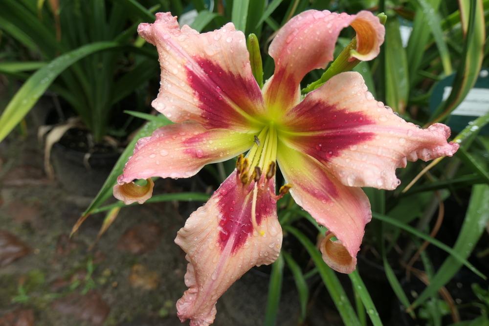 Photo of Daylily (Hemerocallis 'Squirrelly') uploaded by Caruso