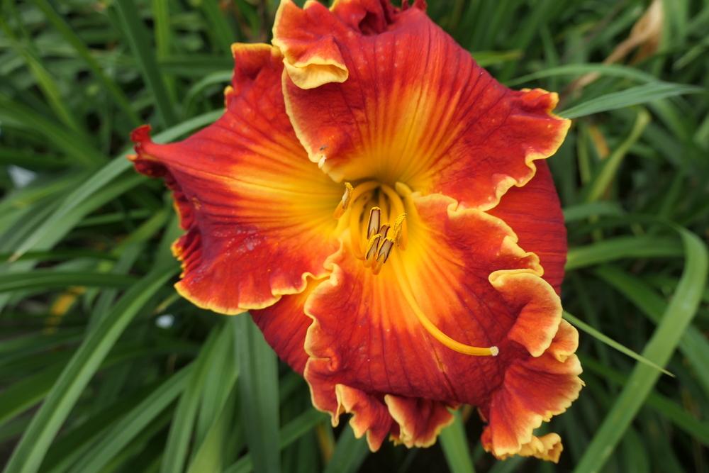Photo of Daylily (Hemerocallis 'Spacecoast Francis Busby') uploaded by Caruso