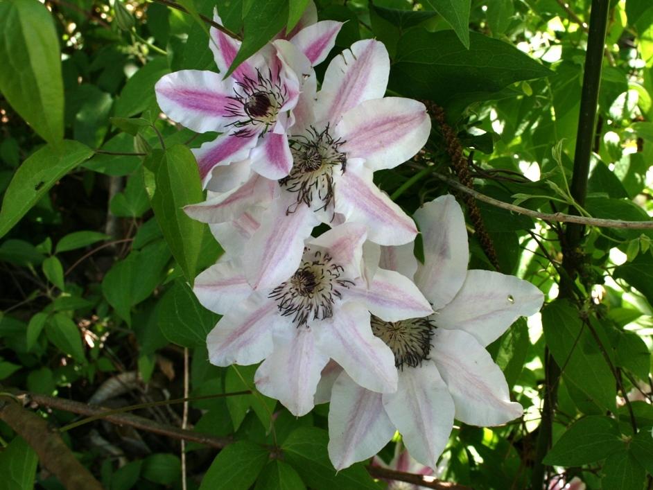 Photo of Clematis 'Nelly Moser' uploaded by Sidegate