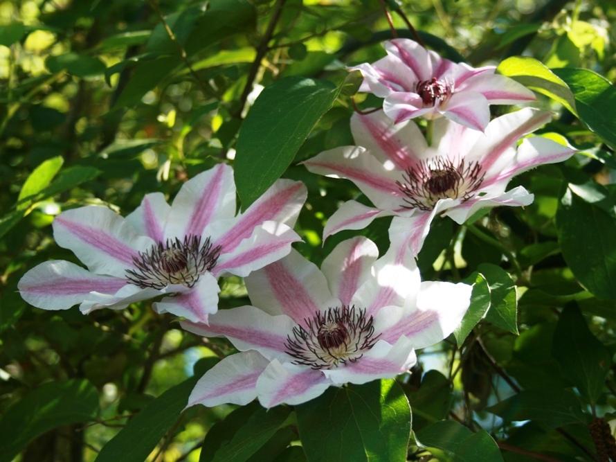 Photo of Clematis 'Nelly Moser' uploaded by Sidegate