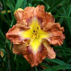 
Daylily 'Three Angry Birds' polymerous.