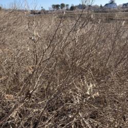 Location: Chatham, Ma, Cape Cod
Date: 02-10-2022
Upper area of salt marsh, thought to be potentially marsh elder, 