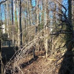 Location: Georgia, USA
Date: February 10, 2022
Part of an enormous poison ivy vine (30+ feet long, 4+ inches thi