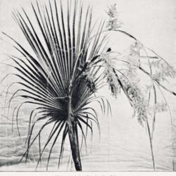 Location: Bordighera, Italy
Date: c. 1899
photo [as Pritchardia filifera] from 'Die Gartenwelt', 1899