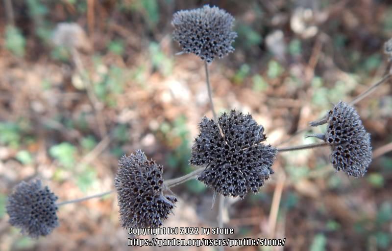 Photo of Short-Toothed Mountain Mint (Pycnanthemum muticum) uploaded by stone