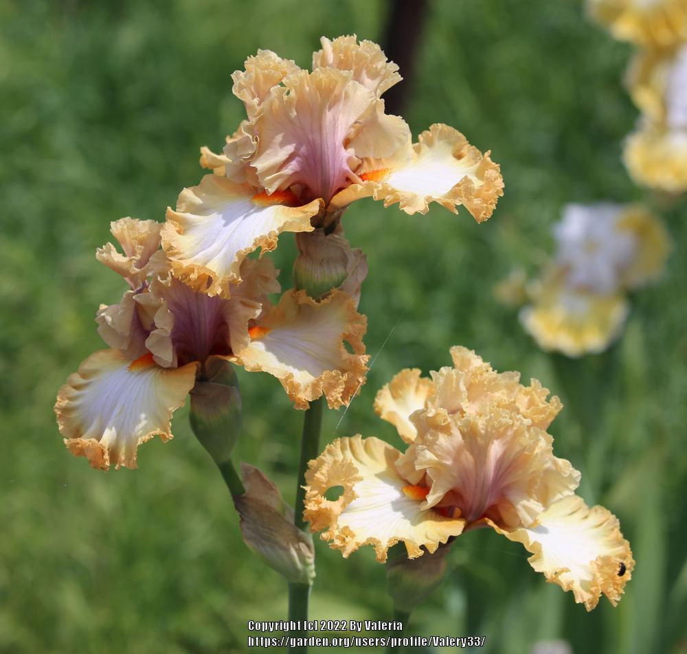 Photo of Tall Bearded Iris (Iris 'Good on Ya') uploaded by Valery33