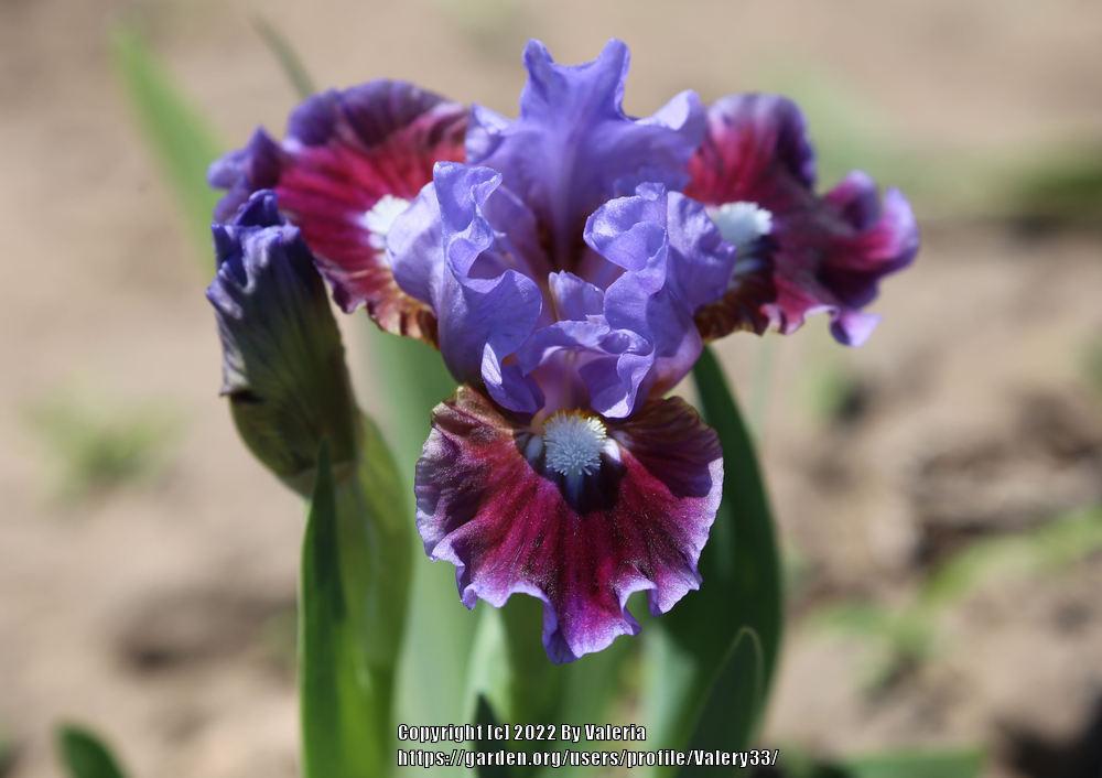 Photo of Standard Dwarf Bearded Iris (Iris 'Devoted') uploaded by Valery33