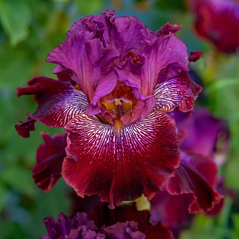 Photo of Tall Bearded Iris (Iris 'Radiant Garnet') uploaded by dirtdorphins