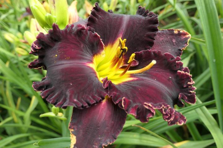 Photo of Daylily (Hemerocallis 'Victorian Garden Star Bright') uploaded by Caruso